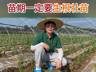 苗期一定要生根壮苗 ()
