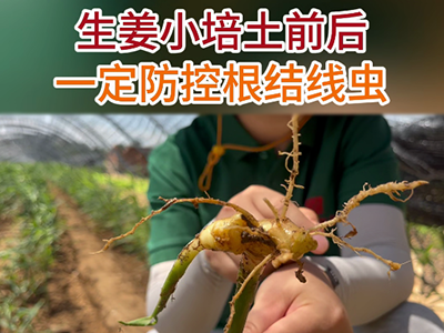生姜小培土前后一定防控根结线虫 ()