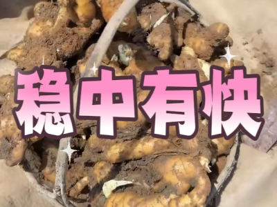 7月10日 安丘黑埠子（稳中有快） ()