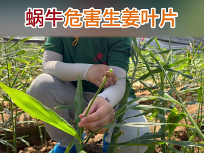 蜗牛危害生姜叶片 ()