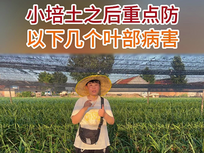 小培土之后重点防以下几个叶部病害 ()