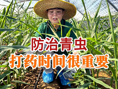 防治青虫打药时间很重要 ()