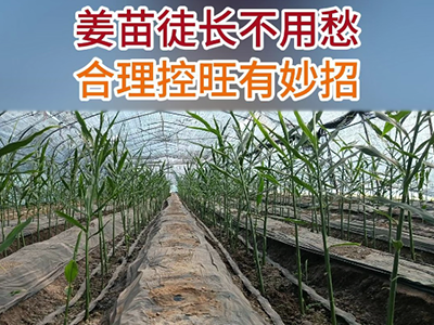 姜苗徒长不用愁 合理控旺有妙招 ()