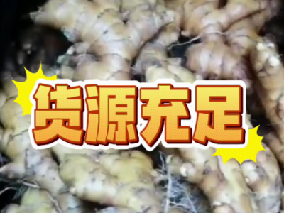 7月11日广州江南批发市场价格行情 ()