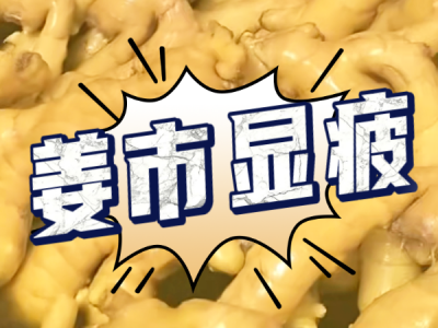 7月11日 生姜价格行情（姜市显疲） ()