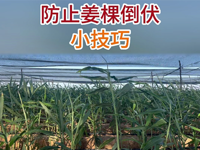 防止姜棵倒伏小技巧 ()