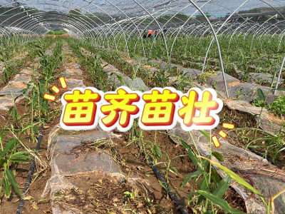 苗齐苗壮才能决定产量 ()