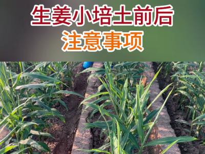 生姜小培土前后注意事项 ()