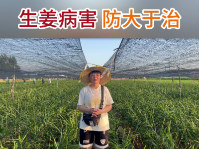 生姜病害，防大于治 ()