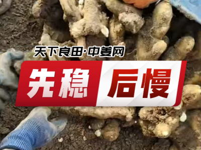 7月12日 安丘黑埠子（先稳后慢） ()