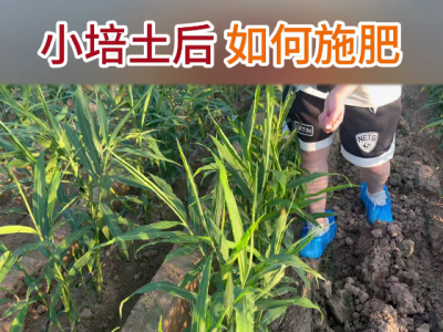 小培土后如何施肥？ ()
