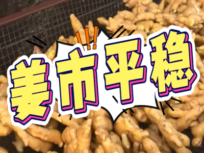 7月15日 生姜价格行情（姜市平稳） ()