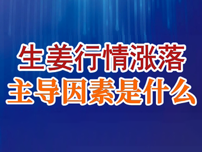 老石说姜：生姜行情涨落，主导因素是什么？ ()