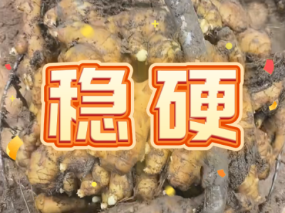 7月15日 安丘黑埠子（稳硬） ()