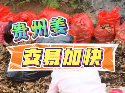 7月16日 生姜价格行情（贵州姜交易加快） ()