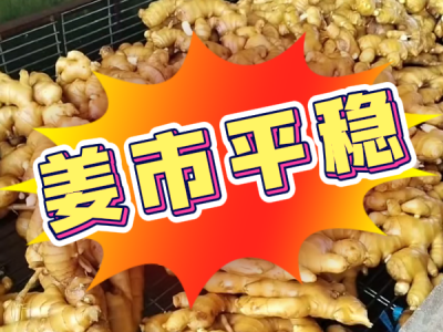 7月17日 生姜价格行情（姜市平稳） ()