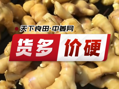 7月24日 昌邑琨福大姜（货多价硬） ()