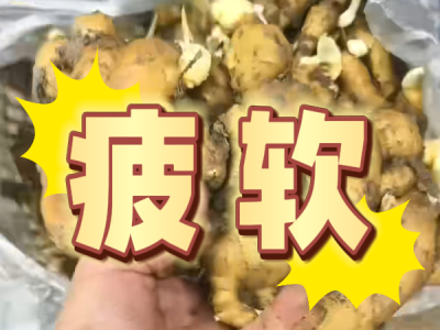 7月24日 安丘黑埠子（疲软） ()