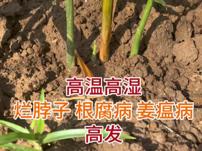 高温高湿 烂脖子 根腐病 姜瘟高发 ()