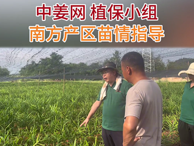 中姜网植保小组南方产区苗情指导 ()