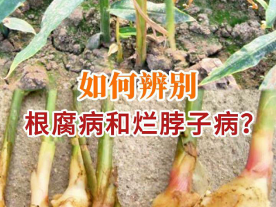 如何辨别根腐病和烂脖子病？ ()