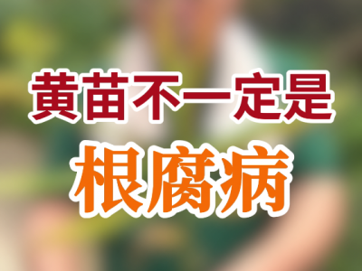 黄苗不一定是根腐病 ()