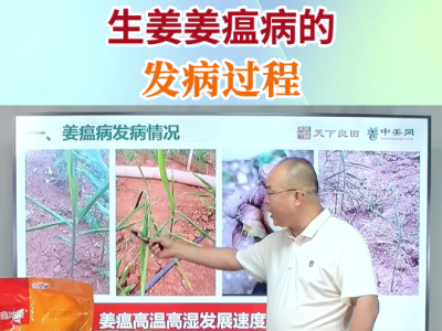 生姜姜瘟病的发病过程 ()