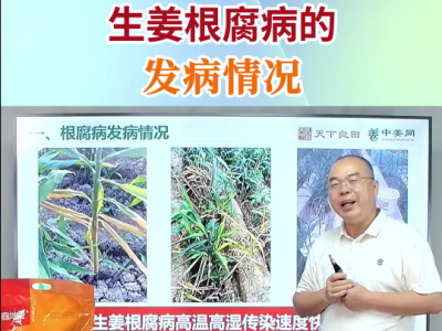 生姜根腐病的发病情况 ()