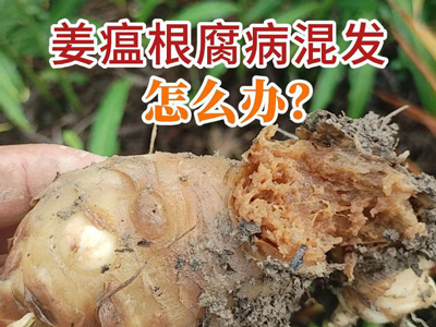 姜瘟根腐病混发怎么办？ ()