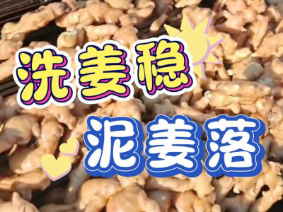 7月19日 莱州吕村大姜（洗姜稳，泥姜落） ()