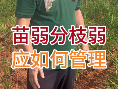 苗弱分枝弱应如何管理？ ()