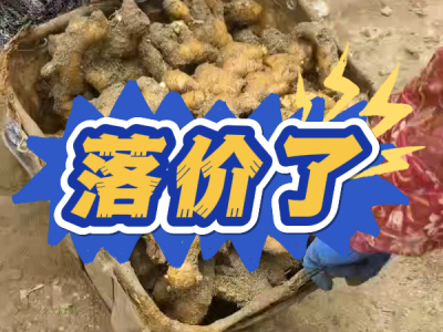 7月26日 安丘黑埠子（落价了） ()