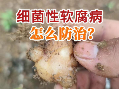 细菌性软腐病怎么防治？ ()