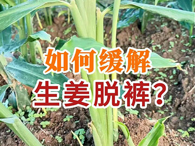 如何缓解生姜脱裤？ ()