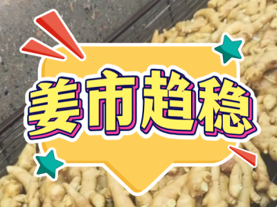 7月26日 昌邑琨福大姜（姜市趋稳） ()