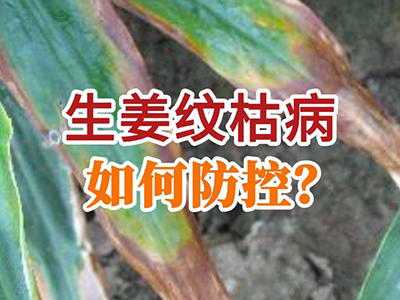 生姜纹枯病如何防控？ ()
