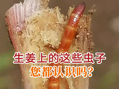 生姜上的这些虫子您都认识吗？ ()