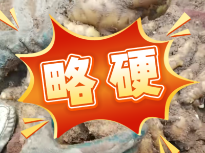 7月28日 安丘黑埠子（略硬） ()