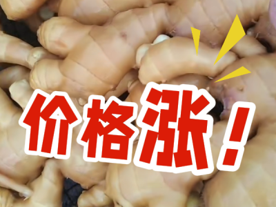 7月29日 昌邑琨福大姜（价格涨） ()