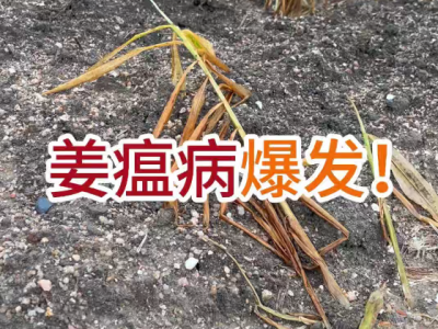 姜瘟病爆发！ ()