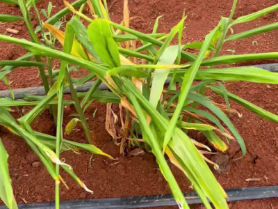 根腐病如何防治？ ()