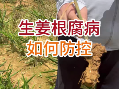 生姜根腐病如何防控？ ()