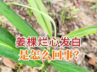 姜棵烂心发白是怎么回事？ ()