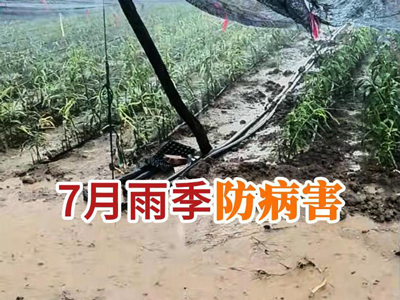 7月雨季防病害 ()