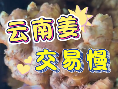 7月30日 生姜价格行情（云南姜交易慢） ()