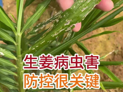 生姜病虫害，防控很关键 ()