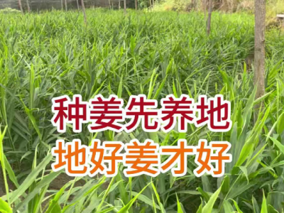 种姜先养地，地好姜才好 ()