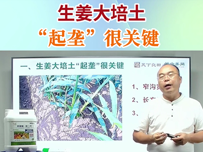生姜大培土“起垄”很关键 ()