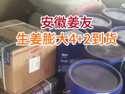 安徽姜友 生姜膨大4+2到货 ()