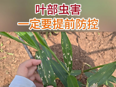 叶部虫害一定要提前防控 ()